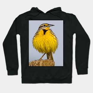 Eastern Meadowlark No 1 Hoodie